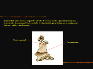Cara medial: forma parte de las paredes laterales de las fosas nasales y presenta dos salientes
transversales denominadas Cresta conchal y Cresta etmoidal, que articulan con la concha nasal
inferior y media respectivamente.
Cresta etmoidal
Cresta conchal
 