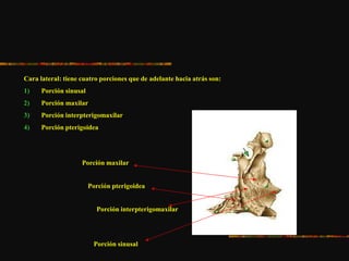 Cara lateral: tiene cuatro porciones que de adelante hacia atrás son:
1) Porción sinusal
2) Porción maxilar
3) Porción interpterigomaxilar
4) Porción pterigoidea
Porción sinusal
Porción maxilar
Porción interpterigomaxilar
Porción pterigoidea
 
