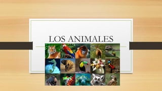 LOS ANIMALES
 