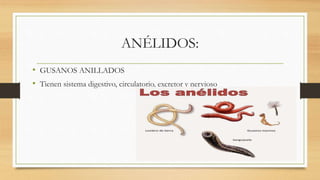ANÉLIDOS:
• GUSANOS ANILLADOS
• Tienen sistema digestivo, circulatorio, excretor y nervioso
 