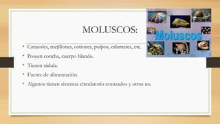 MOLUSCOS:
• Caracoles, mejillones, ostiones, pulpos, calamares, etc.
• Poseen concha, cuerpo blando.
• Tienen rádula.
• Fuente de alimentación.
• Algunos tienen sistemas circulatorio avanzados y otros no.
 
