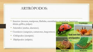 ARTRÓPODOS:
• Insectos (moscas, mariposas, libélulas, escarabajos, cucarachas, hormigas,
abejas, grillos, pulgas).
• Arácnidos (arañas, alacranes).
• Crustáceos (cangrejos, camarones, langostinos).
• Chilópodos (ciempiés).
• Diplópodos (milpiés).
 