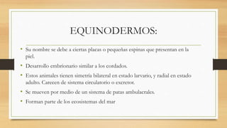 EQUINODERMOS:
• Su nombre se debe a ciertas placas o pequeñas espinas que presentan en la
piel.
• Desarrollo embrionario similar a los cordados.
• Estos animales tienen simetría bilateral en estado larvario, y radial en estado
adulto. Carecen de sistema circulatorio o excretor.
• Se mueven por medio de un sistema de patas ambulacrales.
• Forman parte de los ecosistemas del mar
 