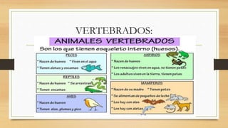 VERTEBRADOS:
 