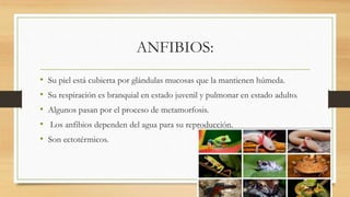 ANFIBIOS:
• Su piel está cubierta por glándulas mucosas que la mantienen húmeda.
• Su respiración es branquial en estado juvenil y pulmonar en estado adulto.
• Algunos pasan por el proceso de metamorfosis.
• Los anfibios dependen del agua para su reproducción.
• Son ectotérmicos.
 