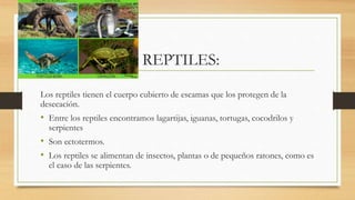REPTILES:
Los reptiles tienen el cuerpo cubierto de escamas que los protegen de la
desecación.
• Entre los reptiles encontramos lagartijas, iguanas, tortugas, cocodrilos y
serpientes
• Son ectotermos.
• Los reptiles se alimentan de insectos, plantas o de pequeños ratones, como es
el caso de las serpientes.
 