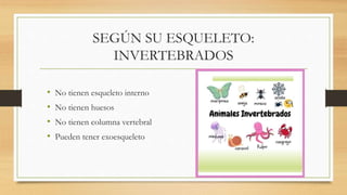 SEGÚN SU ESQUELETO:
INVERTEBRADOS
• No tienen esqueleto interno
• No tienen huesos
• No tienen columna vertebral
• Pueden tener exoesqueleto
 