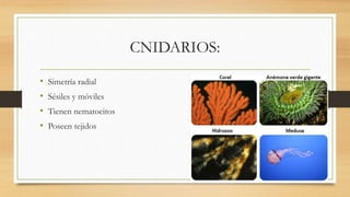 CNIDARIOS:
• Simetría radial
• Sésiles y móviles
• Tienen nematocitos
• Poseen tejidos
 