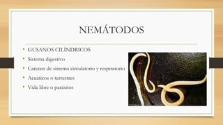 NEMÁTODOS
• GUSANOS CILÍNDRICOS
• Sistema digestivo
• Carecen de sistema circulatorio y respiratorio
• Acuáticos o terrestres
• Vida libre o parásitos
 