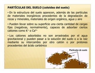 PARTÍCULAS DEL SUELO (coloides del suelo)
• En la estructura del suelo aparecen, además de las partículas
de materiales inorgánicos procedentes de la degradación de
rocas y minerales, materiales de origen orgánico, agua y aire
• Pueden llevar sobre su superficie una cierta cantidad de cargas
fijas (negativas, normalmente), capaces de adsorber ciertos
cationes como K+ o Ca2+
• Los cationes adsorbidos no son arrastrados por el agua
gravitacional y pueden pasar a la solución del suelo o a la raíz
mediante su intercambio por otro catión o por protones
procedentes del ácido carbónico
 