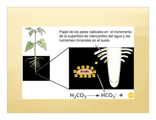Papel de los pelos radicales en el incremento
de la superficie de intercambio del agua y los
nutrientes minerales en el suelo.
 