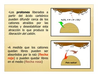 •Los protones liberados a
partir del ácido carbónico
pueden difundir cerca de los     H2CO3   H+ + H+ + CO32-

cationes atraídos por las
micelas y desestabilizar esta
atracción lo que produce la
liberación del catión.



•A medida que los cationes
quedan libres pueden ser
absorbidos por la raíz (flecha
roja) o pueden quedar libres
en el medio (flecha rosa)            Pelo radical
 