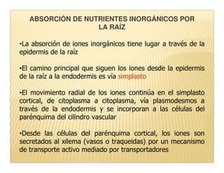 ABSORCIÓN DE NUTRIENTES INORGÁNICOS POR
                   LA RAÍZ

•La absorción de iones inorgánicos tiene lugar a través de la
epidermis de la raíz

•El camino principal que siguen los iones desde la epidermis
de la raíz a la endodermis es vía simplasto

•El movimiento radial de los iones continúa en el simplasto
cortical, de citoplasma a citoplasma, vía plasmodesmos a
través de la endodermis y se incorporan a las células del
parénquima del cilindro vascular

•Desde las células del parénquima cortical, los iones son
secretados al xilema (vasos o traqueidas) por un mecanismo
de transporte activo mediado por transportadores
 