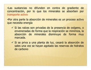 •Las sustancias no difunden en contra de gradiente de
concentración, por lo que los minerales se absorben por
transporte activo
•Por otra parte la absorción de minerales es un proceso activo
que necesita energía
     Si las raíces son privadas de la presencia de oxígeno, o
     envenenadas de forma que la respiración se minimiza, la
     absorción de minerales disminuye de forma muy
     marcada.
     Si se priva a una planta de luz, cesará la absorción de
     sales una vez se hayan agotado las reservas de hidratos
     de carbono
 