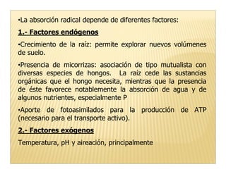 •La absorción radical depende de diferentes factores:
1.- Factores endógenos
•Crecimiento de la raíz: permite explorar nuevos volúmenes
de suelo.
•Presencia de micorrizas: asociación de tipo mutualista con
diversas especies de hongos. La raíz cede las sustancias
orgánicas que el hongo necesita, mientras que la presencia
de éste favorece notablemente la absorción de agua y de
algunos nutrientes, especialmente P
•Aporte de fotoasimilados para la producción de ATP
(necesario para el transporte activo).
2.- Factores exógenos
Temperatura, pH y aireación, principalmente
 