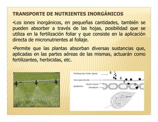 TRANSPORTE DE NUTRIENTES INORGÁNICOS
•Los iones inorgánicos, en pequeñas cantidades, también se
pueden absorber a través de las hojas, posibilidad que se
utiliza en la fertilización foliar y que consiste en la aplicación
directa de micronutrientes al follaje.
•Permite que las plantas absorban diversas sustancias que,
aplicadas en las partes aéreas de las mismas, actuarán como
fertilizantes, herbicidas, etc.
 