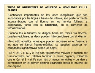 TIPOS DE NUTRIENTES DE ACUERDO A MOVILIDAD EN LA
PLANTA

•Cantidades importantes de los iones inorgánicos que son
importados por las hojas a través del xilema, son posteriormente
intercambiados con el floema en los nervios foliares, y
exportados, junto con la sacarosa, en la corriente de
fotoasimilados.
•Cuando los nutrientes se dirigen hacia las raíces vía floema,
pueden reciclarse; es decir pueden intercambiarse con el xilema.
•Pero sólo aquellos iones que pueden moverse en el floema, a
los que se llama floema-móviles, se pueden exportar en
cantidades significativas desde las hojas.
• El N, el P, el K, y el Mg son típicamente móviles y pueden ser
transportados con relativa facilidad a otros órganos, mientras
que el Ca, el S y el Fe son más o menos inmóviles y tienden a
permanecer en el primer destino alcanzado hasta la muerte de
ese órgano
 