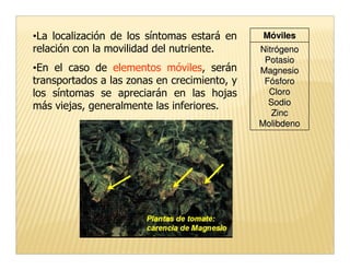 •La localización de los síntomas estará en    Móviles
relación con la movilidad del nutriente.      Nitrógeno
                                               Potasio
•En el caso de elementos móviles, serán       Magnesio
transportados a las zonas en crecimiento, y    Fósforo
los síntomas se apreciarán en las hojas         Cloro
más viejas, generalmente las inferiores.        Sodio
                                                 Zinc
                                              Molibdeno
 