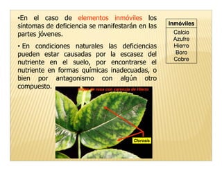 •En el caso de elementos inmóviles los
                                                 Inmóviles
síntomas de deficiencia se manifestarán en las
partes jóvenes.                                   Calcio
                                                  Azufre
• En condiciones naturales las deficiencias       Hierro
pueden estar causadas por la escasez del           Boro
                                                  Cobre
nutriente en el suelo, por encontrarse el
nutriente en formas químicas inadecuadas, o
bien por antagonismo con algún otro
compuesto.
 