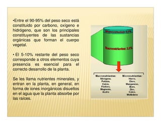 •Entre el 90-95% del peso seco está
constituido por carbono, oxígeno e
hidrógeno, que son los principales
constituyentes de las sustancias
orgánicas que forman el cuerpo
vegetal.

• El 5-10% restante del peso seco
corresponde a otros elementos cuya
presencia es esencial para el
correcto desarrollo de la planta.

Se les llama nutrientes minerales, y
entran en la planta, en general, en
forma de iones inorgánicos disueltos
en el agua que la planta absorbe por
las raíces.
 