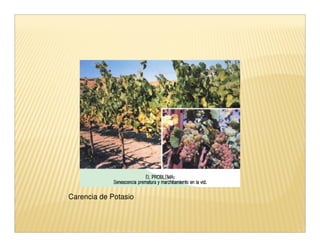 Carencia de Potasio
 