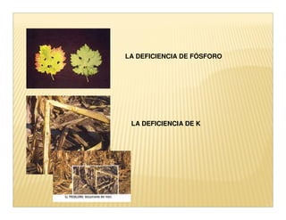 LA DEFICIENCIA DE FÓSFORO




 LA DEFICIENCIA DE K
 