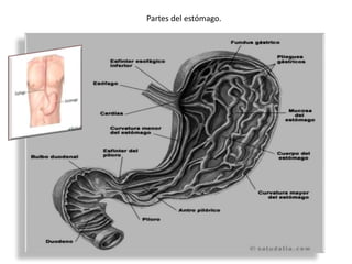 Partes del estómago.
 