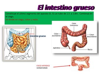 Constituye el ultimo segmento del aparato GI. Es un tubo de 1.5 a 1.8m. Comienza en
el ciego.
Se divide en ciego, colon y recto.
Intestino grueso
El intestino grueso
CIEGO APENDICE
VERMIFORME
 