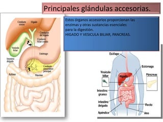 Principales glándulas accesorias.
Estos órganos accesorios proporcionan las
enzimas y otras sustancias esenciales
para la digestión.
HIGADO Y VESICULA BILIAR, PANCREAS.
 
