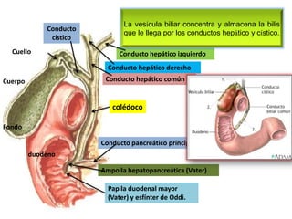 Conducto
cístico
Cuerpo
Cuello
Fondo
Conducto hepático izquierdo
Conducto hepático derecho
Conducto hepático común
colédoco
Conducto pancreático principal
Ampolla hepatopancreática (Vater)
Papila duodenal mayor
(Vater) y esfínter de Oddi.
duodeno
La vesícula biliar concentra y almacena la bilis
que le llega por los conductos hepático y cístico.
 