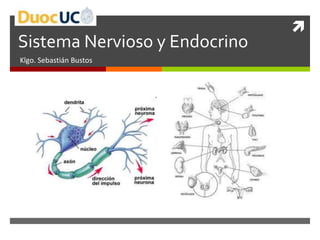 
Sistema Nervioso y Endocrino
Klgo. Sebastián Bustos
 