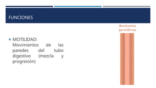 FUNCIONES
 MOTILIDAD:
Movimientos de las
paredes del tubo
digestivo (mezcla y
progresión)
 