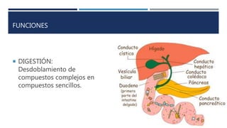 FUNCIONES
 DIGESTIÓN:
Desdoblamiento de
compuestos complejos en
compuestos sencillos.
 