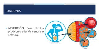 FUNCIONES
 ABSORCIÓN: Paso de los
productos a la vía venosa o
linfática.
 