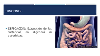 FUNCIONES
 DEFECACIÓN: Evacuación de las
sustancias no digeridas ni
absorbidas.
 