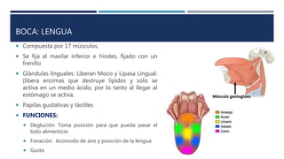 BOCA: LENGUA
 Compuesta por 17 músculos,
 Se fija al maxilar inferior e hiodes, fijado con un
frenillo
 Glándulas linguales: Liberan Moco y Lipasa Lingual.
(libera enzimas que destruye lípidos y solo se
activa en un medio ácido, por lo tanto al llegar al
estómago se activa.
 Papilas gustativas y táctiles
 FUNCIONES:
 Deglución: Toma posición para que pueda pasar el
bolo alimenticio
 Fonación: Acomodo de aire y posición de la lengua
 Gusto
 