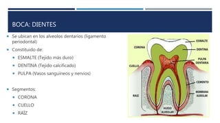 BOCA: DIENTES
 Se ubican en los alveolos dentarios (ligamento
periodontal)
 Constituido de:
 ESMALTE (Tejido más duro)
 DENTINA (Tejido calcificado)
 PULPA (Vasos sanguíneos y nervios)
 Segmentos:
 CORONA
 CUELLO
 RAÍZ
 