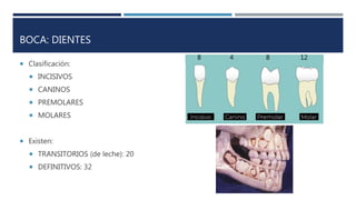 BOCA: DIENTES
 Clasificación:
 INCISIVOS
 CANINOS
 PREMOLARES
 MOLARES
 Existen:
 TRANSITORIOS (de leche): 20
 DEFINITIVOS: 32
8 4 8 12
 