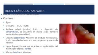 BOCA: GLÁNDULAS SALIVALES
 Produce 1,5 litros de saliva al día
 Contiene
 Agua
 Iones (Na+, K+, Cl- HCO3
 Amilasa salival (ptialina) Inicio la digestión de
carbohidratos, se desactiva en medio ácido (también
existe Amilasa pancreática)
 Lisozima (bactericida) Al dormir se produce menos saliva,
por lo tanto las bacterias son más propensas y aparece la
halitosis
 Lipasa lingual: Enzima que se activa en medio ácido del
estomago y degrada lípidos
 Mucina: Lubrica el alimento
 
