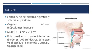 FARINGE
 Forma parte del sistema digestivo y
sistema respiratorio
 Órgano tubular
músculomembranoso
 Mide 12-14 cm x 2-3 cm
 Este canal en su parte inferior se
divide en dos conductos: Uno que
va al esófago (alimentos) y otro a la
tráquea (aire)
 