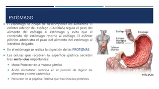 ESTÓMAGO
 El estómago se ocupa de descomponer los alimentos. El
esfínter inferior del esófago (CARDIAS) regula el paso del
alimento del esófago al estómago y evita que el
contenido del estómago retorne al esófago. El esfínter
pilórico administra el paso del alimento del estómago al
intestino delgado.
 En el estómago se realiza la digestión de las PROTEINAS
 Las células que recubren la superficie gástrica secretan
tres sustancias importantes:
 Moco: Protector de la mucosa gástrica
 Ácido clorhídrico: Participa en el proceso de digerir los
alimentos y como bactericida
 Precursor de la pepsina: Enzima que fracciona las proteínas
 