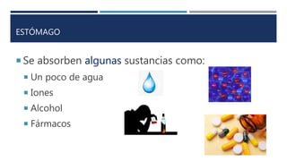 ESTÓMAGO
 Se absorben algunas sustancias como:
 Un poco de agua
 Iones
 Alcohol
 Fármacos
 