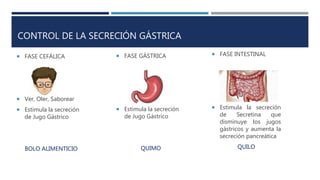 CONTROL DE LA SECRECIÓN GÁSTRICA
 FASE CEFÁLICA
 Ver, Oler, Saborear
 Estimula la secreción
de Jugo Gástrico
BOLO ALIMENTICIO
 FASE GÁSTRICA
 Estimula la secreción
de Jugo Gástrico
QUIMO
 FASE INTESTINAL
 Estimula la secreción
de Secretina que
disminuye los jugos
gástricos y aumenta la
secreción pancreática
QUILO
 