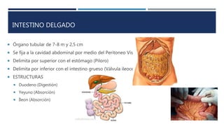 INTESTINO DELGADO
 Órgano tubular de 7-8 m y 2,5 cm
 Se fija a la cavidad abdominal por medio del Peritoneo Visceral
 Delimita por superior con el estómago (Piloro)
 Delimita por inferior con el intestino grueso (Válvula ileocecal)
 ESTRUCTURAS
 Duodeno (Digestión)
 Yeyuno (Absorción)
 Íleon (Absorción)
 