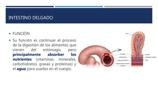 INTESTINO DELGADO
 FUNCIÓN
 Su función es continuar el proceso
de la digestión de los alimentos que
vienen del estómago, pero
principalmente absorber los
nutrientes (vitaminas, minerales,
carbohidratos, grasas y proteínas) y
el agua para usarlos en el cuerpo.
 