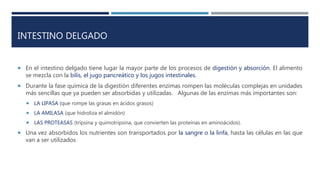 INTESTINO DELGADO
 En el intestino delgado tiene lugar la mayor parte de los procesos de digestión y absorción. El alimento
se mezcla con la bilis, el jugo pancreático y los jugos intestinales.
 Durante la fase química de la digestión diferentes enzimas rompen las moléculas complejas en unidades
más sencillas que ya pueden ser absorbidas y utilizadas. Algunas de las enzimas más importantes son:
 LA LIPASA (que rompe las grasas en ácidos grasos)
 LA AMILASA (que hidroliza el almidón)
 LAS PROTEASAS (tripsina y quimotripsina, que convierten las proteínas en aminoácidos).
 Una vez absorbidos los nutrientes son transportados por la sangre o la linfa, hasta las células en las que
van a ser utilizados
 