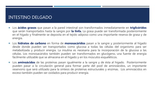 INTESTINO DELGADO
 Los ácidos grasos que pasan a la pared intestinal son transformados inmediatamente en triglicéridos
que serán transportados hasta la sangre por la linfa. La grasa puede ser transformada posteriormente
en el hígado y finalmente se deposita en el tejido adiposo como una importante reserva de grasa y de
energía.
 Los hidratos de carbono en forma de monosacáridos pasan a la sangre y posteriormente al hígado
desde donde pueden ser transportados como glucosa a todas las células del organismo para ser
metabolizada y producir energía. La insulina es necesaria para la incorporación de la glucosa a las
células. Los monosacáridos también pueden ser transformados en glucógeno, una fuente de energía
fácilmente utilizable que se almacena en el hígado y en los músculos esqueléticos.
 Los aminoácidos de las proteínas pasan igualmente a la sangre y de ésta al hígado. Posteriormente
pueden pasar a la circulación general para formar parte del pool de aminoácidos, un importante
reservorio que será utilizado para la síntesis de proteínas estructurales y enzimas. Los aminoácidos en
exceso también pueden ser oxidados para producir energía.
 