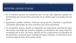 INTESTINO GRUESO (COLON)
 En el intestino grueso, las sustancias que no han sido digeridas pueden ser
fermentadas por las bacterias presentes en él, dando lugar a la producción de
gases.
 Igualmente pueden sintetizar vitaminas del grupo B y vitamina K, aportando
cantidades adicionales de estas vitaminas que serán absorbidas.
 En el intestino grueso, donde se reabsorbe una importante cantidad de agua
del residuo que llega del intestino delgado, se almacenan las heces hasta ser
excretadas por el ano. Las heces, además de los componentes no digeridos de
los alimentos, contienen gran cantidad de restos celulares, consecuencia de la
continua regeneración de la pared celular.
 