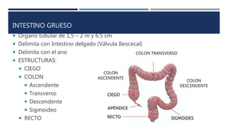INTESTINO GRUESO
 Órgano tubular de 1,5 – 2 m y 6.5 cm
 Delimita con Intestino delgado (Válvula Ileocecal)
 Delimita con el ano
 ESTRUCTURAS:
 CIEGO
 COLON
 Ascendente
 Transverso
 Descendente
 Sigmoideo
 RECTO
COLON
ASCENDENTE
COLON
DESCENDENTE
COLON TRANSVERSO
 