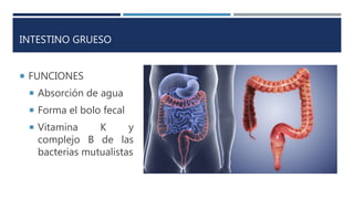 INTESTINO GRUESO
 FUNCIONES
 Absorción de agua
 Forma el bolo fecal
 Vitamina K y
complejo B de las
bacterias mutualistas
 